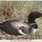 Loon postcard