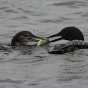 Loons with a perch