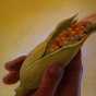 Color image of the hand of an American Indian symbolically offering ear of corn to colonists. Used in The Grain That Built a Hemisphere.