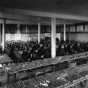 Black and white photograph of a large lecture room at University of Minnesota with ears of corn laid out for judging by students. Photographed by Harry D. Ayer c.1910.