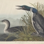 Etching of two loons by John James Audubon