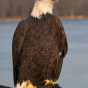 Color image of Angel, a female bald eagle and one of the National Eagle Center's first ambassadors.