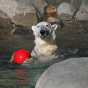 Photograph of Berlin the polar bear playing with a ball on her eighteenth birthday, 2007. Photo by Lake Superior Zoo.