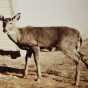 Photograph of Billy the deer at four years old, Lake Superior Zoo, ca. 1927.