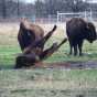 Color image of Bison at Minneopa State Park, ca. 2015. 