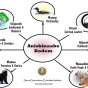 Diagram of Anishinaabe doodem (clans)