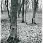 Maple trees in maple sugar camp