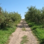 Honeycrisp apple orchard, Maple Plain