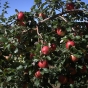 Honeycrisp apple tree