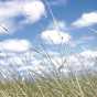 Wild rice growing at Nett Lake