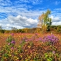 Field inside Frontenac State Park