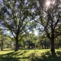 Trees in Cherokee Park