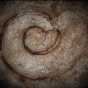 Photograph of Gastropod fossil Niagara Cave