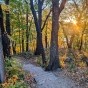 Woods inside Frontenac State Park