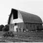 Black and white photograph of a new barn constructed on Beltrami Island Relocation Project, ca. 1937. 