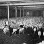 Black and white photograph of the interior of a turkey barn, ca. 1947.