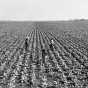 Black and white photograph of Sugar beet cultivation in the Red River Valley, ca. 1940.