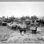 Black and white photograph of workers threshing on the James J. Hill farm, Northcote, c.1900. Photograph by A.H. Anderson.