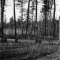 Black and white photograph of Pine woods at Lake Itasca, 1900.