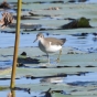 Spotted sandpiper on Lake Pepin