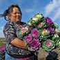 Xee Yang harvesting kale flowers