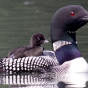 A loon with a chick on its back