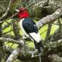 Red-headed woodpecker with geolocator backpack in Cedar Creek Ecosystem Science Reserve.