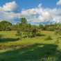 Color image of the Helen Allison Savanna Scientific and Natural Area, Anoka County, ca. 2010. 