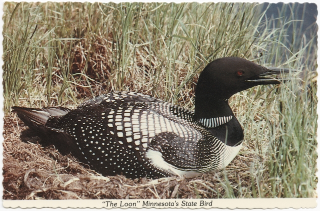 Loon postcard