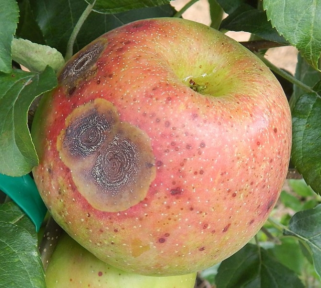 Bitter rot on a Honeycrisp apple