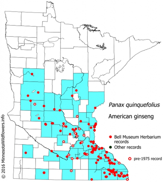 Map of ginseng in Minnesota | MNopedia