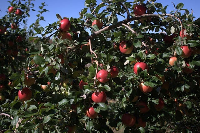 Honeycrisp apple tree