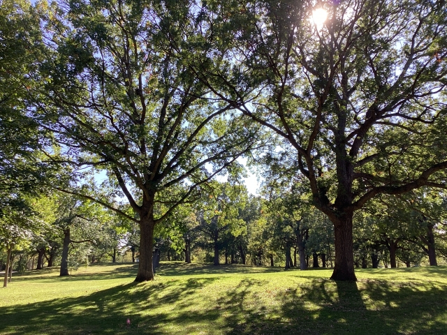 Trees in Cherokee Park