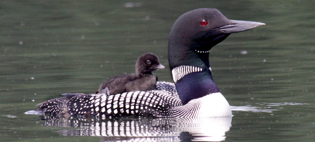 A loon with a chick on its back