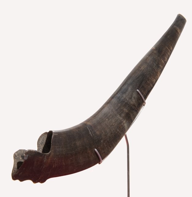 Shofar used at Mount Zion Hebrew Association | MNopedia