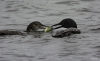 Loons with a perch