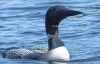 Loon in the Boundary Waters