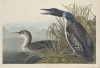 Etching of two loons by John James Audubon