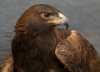 Color image of Donald, a male golden eagle and National Eagle Center ambassador.