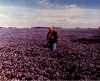 Carl Schneider in flax field, 1970.