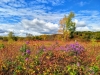 Field inside Frontenac State Park