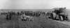 Black and white photograph of men, horses, farm implements in field, Northcote farm, Northcote, Minnesota, 1914. Photograph by William Hartvig.