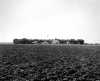 Black and white photograph of a farm in windbreak near Lamberton, Redwood County, 1936. Photograph by Napoleon Noel Nadeau.