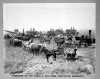 Black and white photograph of workers threshing on the James J. Hill farm, Northcote, c.1900. Photograph by A.H. Anderson.