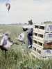 Releasing pheasants at Carlos Avery Wildlife Management Area