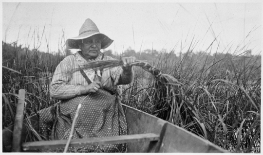 Wild Rice and the Ojibwe MNopedia