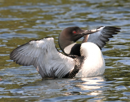 A loon stretching