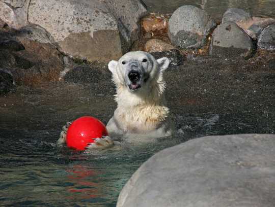 Photograph of Berlin the polar bear playing with a ball on her eighteenth birthday, 2007. Photo by Lake Superior Zoo.