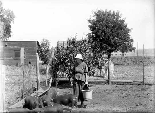 Incarcerated woman feeding pigs