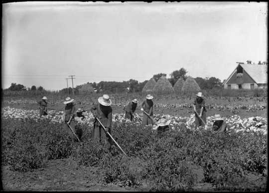 Incarcerated women cultivating a field